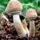 Psilocybe Cubensis