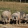 ￼Grupo SAGARDI contribuye a recuperar el cerdo vasco en colaboración con Maskarada